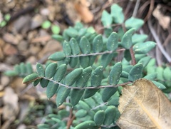 Pellaea truncata