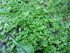 Callitriche cophocarpa