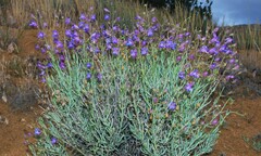 Penstemon incertus