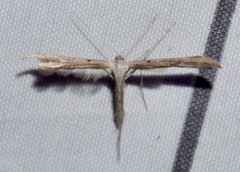 Emmelina monodactyla