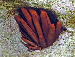 Heterocentrotus mamillatus