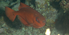 Heteropriacanthus cruentatus