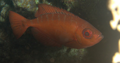 Heteropriacanthus cruentatus