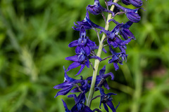Delphinium glaucum