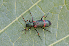 Strongylium humerale