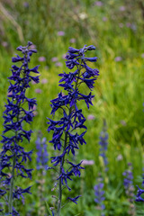 Delphinium glaucum