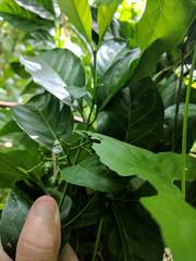 Aidia cochinchinensis