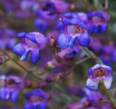 Penstemon incertus