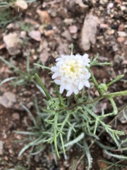 Chaenactis stevioides