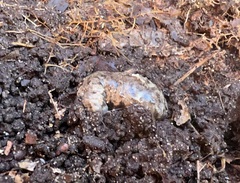 Megapallifera mutabilis