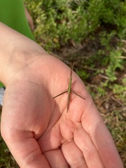 Achurum carinatum