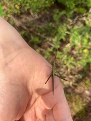 Achurum carinatum