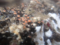 Metandrocarpa taylori