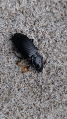 Pterostichus melanarius