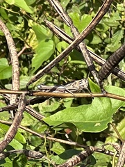 Schistocerca serialis cubense