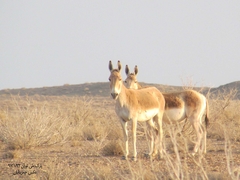 Equus hemionus
