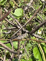 Schistocerca serialis cubense