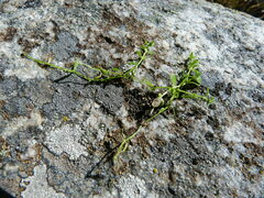 Callitriche cophocarpa