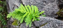 Polypodium cambricum