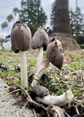 Coprinus calyptratus
