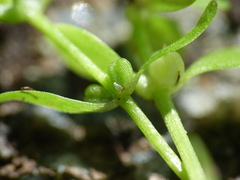 Callitriche cophocarpa