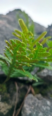 Polypodium cambricum