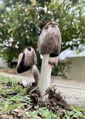 Coprinus calyptratus