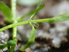 Callitriche cophocarpa