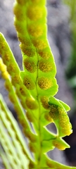 Polypodium cambricum