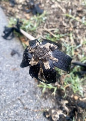 Coprinus calyptratus