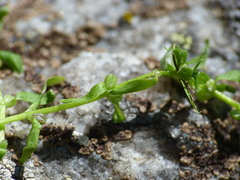 Callitriche cophocarpa