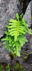 Polypodium cambricum