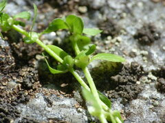 Callitriche cophocarpa