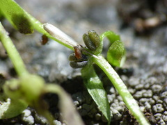 Callitriche cophocarpa