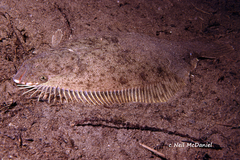 Psettichthys melanostictus