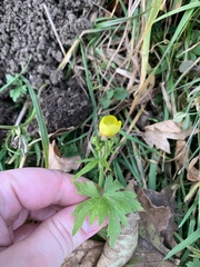 Ranunculoideae