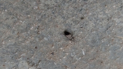 Salpingus viridiaeneus