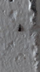 Salpingus viridiaeneus