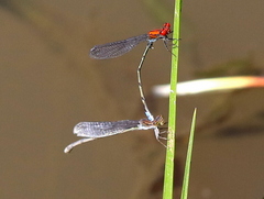 Pseudagrion massaicum