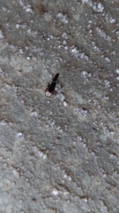 Salpingus viridiaeneus