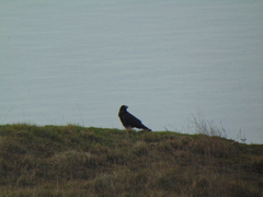 Corvus corone corone