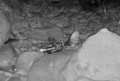 Spilogale gracilis