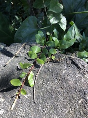 Microgramma heterophylla