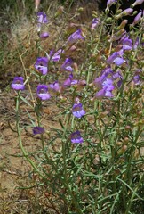 Penstemon incertus