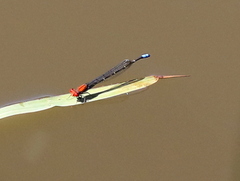 Pseudagrion massaicum