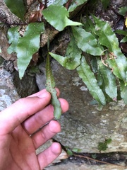 Microgramma heterophylla