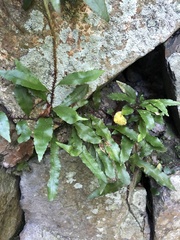 Microgramma heterophylla