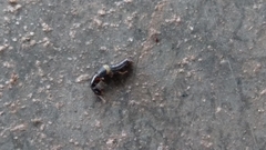 Xantholinus longiventris
