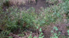 Cyperus textilis