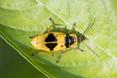 Chauliognathus flavipes